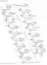 Fig. 36 - Antisense Oligonucleotides Targeting ATXN3