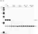 Fig. 40 - Antisense Oligonucleotides Targeting ATXN3