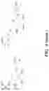 Fig. 06 - ENDOSOMAL CLEAVABLE LINKERS