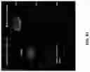 Fig. 68 - Aptamers against , compositions comprising aptamers against and methods of using the same