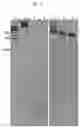 Fig. 03 - RNA-nanostructured double robots and methods of use thereof