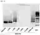 Fig. 15 - RNA-nanostructured double robots and methods of use thereof