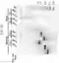 Fig. 28 - RNA-nanostructured double robots and methods of use thereof