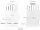 Fig. 23 - HYBRID NUCLEIC ACID SWITCHES