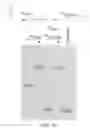 Fig. 24 - HYBRID NUCLEIC ACID SWITCHES