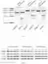 Fig. 13 - HIPK INHIBITORS AND METHODS OF USE THEREOF