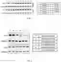 Fig. 03 - PROTEIN TRANSLATION USING CIRCULAR RNA AND APPLICATION THEREOF