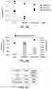 Fig. 20 - Methods for increasing observed editing in bacteria
