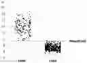 Fig. 03 - STEVIA PLANT HAVING LESS ABILITY TO FORM POLLENS