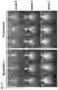 Fig. 03 - LOW-METHANE RICE