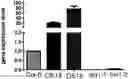 Fig. 01 - USE OF BXL GENE OR PROTEIN ENCODED THEREBY