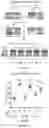 Fig. 03 - Compositions and Methods for Allelic Gene Drive Systems and Lethal Mosaicism