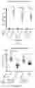 Fig. 04 - Compositions and Methods for Allelic Gene Drive Systems and Lethal Mosaicism