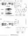 Fig. 16 - Compositions and Methods for Allelic Gene Drive Systems and Lethal Mosaicism