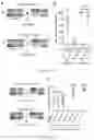 Fig. 17 - Compositions and Methods for Allelic Gene Drive Systems and Lethal Mosaicism