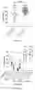 Fig. 19 - Compositions and Methods for Allelic Gene Drive Systems and Lethal Mosaicism