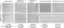 Fig. 01 - Functional peptides having antimicrobial activity against phytopathogenic microorganisms