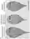 Fig. 04 - Functional peptides having antimicrobial activity against phytopathogenic microorganisms