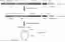 Fig. 01 - RECOMBINANT NUCLEIC ACID MOLECULE OF TRANSCRIPTIONAL CIRCULAR RNA AND ITS APPLICATION IN PROTEIN EXPRESSION