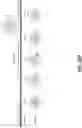 Fig. 104 - SYNTHETIC CIRCUIT FOR CELLULAR MULTISTABILITY
