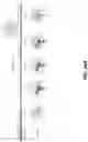 Fig. 109 - SYNTHETIC CIRCUIT FOR CELLULAR MULTISTABILITY