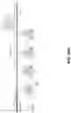Fig. 116 - SYNTHETIC CIRCUIT FOR CELLULAR MULTISTABILITY