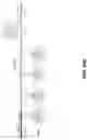 Fig. 123 - SYNTHETIC CIRCUIT FOR CELLULAR MULTISTABILITY