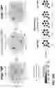 Fig. 129 - SYNTHETIC CIRCUIT FOR CELLULAR MULTISTABILITY