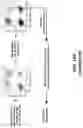 Fig. 55 - SYNTHETIC CIRCUIT FOR CELLULAR MULTISTABILITY