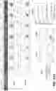 Fig. 60 - SYNTHETIC CIRCUIT FOR CELLULAR MULTISTABILITY