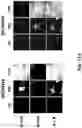 Fig. 73 - SYNTHETIC CIRCUIT FOR CELLULAR MULTISTABILITY