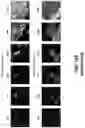Fig. 78 - SYNTHETIC CIRCUIT FOR CELLULAR MULTISTABILITY