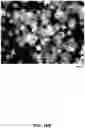 Fig. 79 - SYNTHETIC CIRCUIT FOR CELLULAR MULTISTABILITY