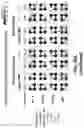 Fig. 88 - SYNTHETIC CIRCUIT FOR CELLULAR MULTISTABILITY