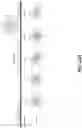 Fig. 99 - SYNTHETIC CIRCUIT FOR CELLULAR MULTISTABILITY