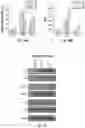 Fig. 23 - THERAPEUTIC PARTICLES THAT ENABLE ANTIGEN PRESENTING CELLS TO ATTACK CANCER CELLS