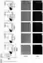 Fig. 05 - RNA-guided human genome engineering