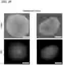 Fig. 13 - RNA-guided human genome engineering