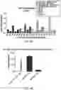Fig. 06 - GENERATION OF CHIMERIC ANTIGEN RECEPTOR (CAR)-PRIMARY NK CELLS FOR CANCER IMMUNOTHERAPY USING A COMBINATION OF CAS9/RNP AND AAV VIRUSES