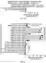 Fig. 27 - GENERATION OF CHIMERIC ANTIGEN RECEPTOR (CAR)-PRIMARY NK CELLS FOR CANCER IMMUNOTHERAPY USING A COMBINATION OF CAS9/RNP AND AAV VIRUSES
