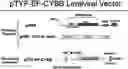 Fig. 01 - CYBB LENTIVIRAL VECTOR, LENTIVIRAL VECTOR-TRANSDUCED STEM CELL, AND PREPARATION METHOD AND APPLICATION THEREOF