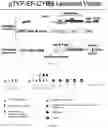 Fig. 02 - CYBB LENTIVIRAL VECTOR, LENTIVIRAL VECTOR-TRANSDUCED STEM CELL, AND PREPARATION METHOD AND APPLICATION THEREOF