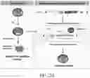 Fig. 37 - Methods of treating or preventing pyruvate kinase deficiency