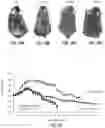 Fig. 29 - GENE THERAPY USING GENETICALLY MODIFIED VIRAL VECTORS