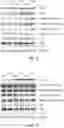 Fig. 33 - GENE THERAPY USING GENETICALLY MODIFIED VIRAL VECTORS