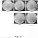 Fig. 05 - Genome editing system