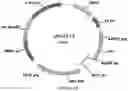 Fig. 46 - Methods for regulating nitrogen metabolism during the production of ethanol from corn by metabolically engineered yeast strains