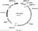 Fig. 48 - Methods for regulating nitrogen metabolism during the production of ethanol from corn by metabolically engineered yeast strains