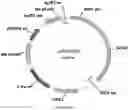 Fig. 49 - Methods for regulating nitrogen metabolism during the production of ethanol from corn by metabolically engineered yeast strains