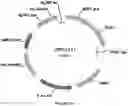 Fig. 50 - Methods for regulating nitrogen metabolism during the production of ethanol from corn by metabolically engineered yeast strains